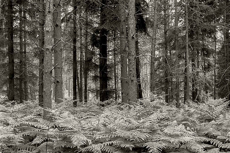wald